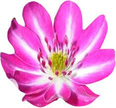 Flower Seeds, Seeds,Seeds For Planting,Plant Seeds