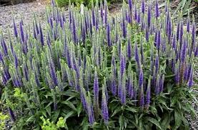 Blue Veronica Flower Seeds for Planting – Heirloom, Non-GMO, High Germination Garden Seeds