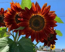 Red Helianthus Flower Seeds for Planting – Sun-Loving, Heirloom & Non-GMO, High Germination