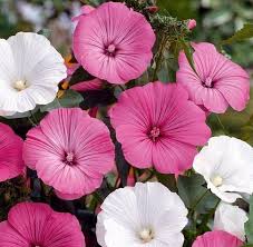 Heirloom Lavatera Flower Seeds for Planting – Pollinator Friendly, Non-GMO, High Germination