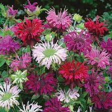 Mixed Panorama Flower Seeds for Planting – Heirloom, Non-GMO, High Germination Organic Garden Seeds