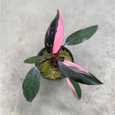 Heirloom Philodendron Flower Seeds for Planting – Non-GMO, High Germination Organic Garden Seeds