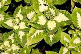 Green Yellow Coleus Flower Seeds for Planting – Heirloom, Non-GMO Long Bloom Season, High Germination Seeds