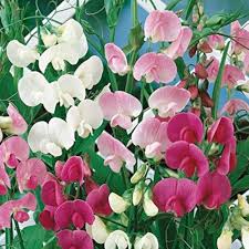 Heirloom Peas Flower Seeds for Planting | Non-GMO, High Germination, Organic Garden Seeds