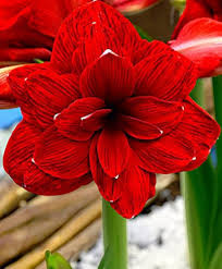 Heirloom Amaryllis Flower Seeds – Non-GMO, High Germination Organic Garden Seeds