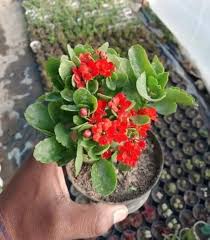 Kalanchoe Flower Seeds for Planting – Perfect for Borders, Heirloom & Non-GMO Seeds