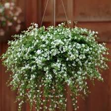White Snowtopia Flower Seeds for Planting – Heirloom Non-GMO, High Germination Organic Garden Seeds