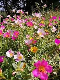 Mixed Sinensis Patula Flower Seeds for Planting – Heirloom, Non-GMO, Garden Favorite Organic Garden Seeds