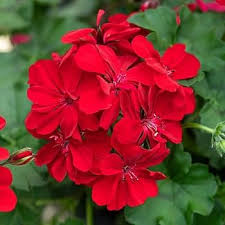 Geraniaceae Flower Seeds for Planting – Vibrant Colors Heirloom Non-GMO Organic Garden Seeds