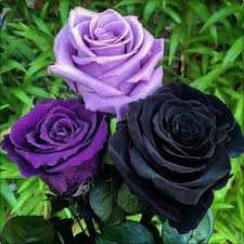 lavender rose seeds Lavender Rose Flower Seeds for Planting – Heirloom, Non-GMO, High Germination Organic Garden Seeds