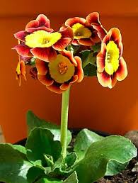 Aurikel Flower Seeds for Planting | Heirloom Non-GMO Organic Garden Seeds, High Germination, Vibrant Colors
