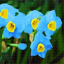 Blue Yellow Narcissus Flower Seeds for Planting – Easy to Grow, Heirloom, Non-GMO Seeds for Home Garden