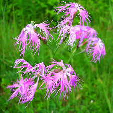 Dianthus Superbus Flower Seeds for Planting | Heirloom Non-GMO Organic Garden Seeds