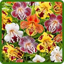 Mimulus Flower Seeds for Planting – Sun Loving, Heirloom, Non-GMO, High Germination Organic Garden Seeds