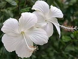White Hibiscus Flower Seeds for Planting – Heirloom, Non-GMO, High Germination Organic Garden Seeds