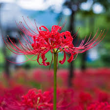 Lycoris Flower Seeds for Planting – Heirloom, Non-GMO, Compact Growth, High Germination Organic Garden Seeds