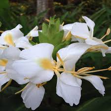 Coronarium Flower Seeds for Planting – Heirloom, Non-GMO, Cut Flower Favorite Organic Garden Seeds