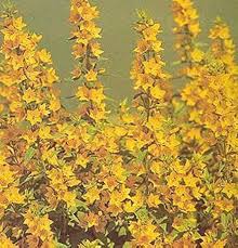 Yellow Lysimachia Punctata Flower Seeds for Planting – Shade Tolerant, Heirloom, Non-GMO, High Germination Organic Seeds