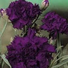 Deep Purple Carnation Flower Seeds for Planting – Garden Favorite, Heirloom, Non-GMO, High Germination