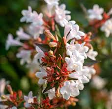 White Abelia Flower Seeds for Planting – Heirloom, Non-GMO, Perfect for Borders Organic Garden Seeds