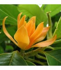 Champaca Flower Seeds – Heirloom, Non-GMO, Colorful Display