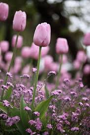 Pink Tulip Flower Seeds for Planting – Vibrant Colors, Heirloom, Non-GMO, High Germination Organic Garden Seeds