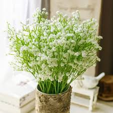 Green Gypsophila Flower Seeds for Planting – Heirloom Non-GMO, High Germination Organic Garden Seeds