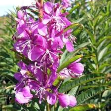 Epilobium Angustifolium Flower Seeds for Planting - Heirloom, Non-GMO, High Germination Organic Garden Seeds