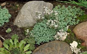 Sedum Album Flower Seeds – Heirloom, Non-GMO, High Germination Organic Garden Seeds