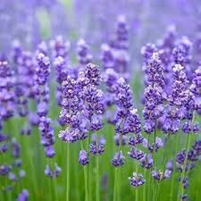 Lavendula Angustifolia Flower Seeds for Planting – Heirloom, Non-GMO Sun-Loving, High Germination Seeds