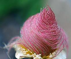 Geum Flower Seeds for Planting – Low Maintenance, Heirloom, Non-GMO, High Germination