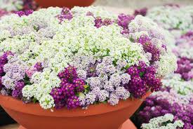 Carpet Flower Seeds for Planting – Heirloom, Non-GMO, High Germination Organic Garden Seeds