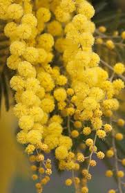 Acacia Baileyana Flower Seeds for Planting – Heirloom, Non-GMO, Bright Blooms High Germination Seeds