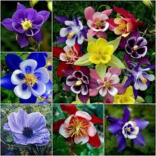 Columbine Flower Seeds for Planting – Heirloom, Non-GMO, Drought-Tolerant Organic Garden Seeds
