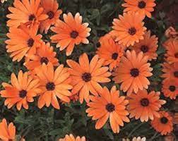 Orange Osteospermum Flower Seeds for Planting – Easy to Grow, Heirloom, Non-GMO Seeds for Home Garden