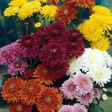 Mix Chrysanthemum Flower Seeds for Planting – Heirloom, Non-GMO Organic Garden Seeds for Borders
