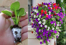 Sunrise Cascading Petunia Flower Seeds for Planting - Heirloom, Non-GMO, High Germination Organic Garden Seeds