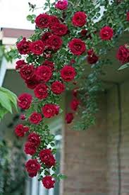 Maroon Climbing Rose Flower Seeds for Planting – Heirloom, Non-GMO, High Germination Organic Garden Seeds