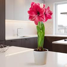 Pink Echte Amaryllis Flower Seeds for Planting - Perfect for Borders, Heirloom &amp; GMO Free Seeds for Home Garden Non-GMO