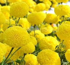 Mexican Marigold Flower Seeds for Planting – Seasonal Bloomer Heirloom Non-GMO High Germination Organic Garden Seeds