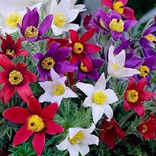 Mix Pulsatilla Pasque Flower Seeds for Planting – Heirloom Non-GMO High Germination Organic Garden Seeds