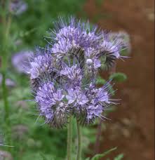 Phacelia Flower Seeds for Planting – Heirloom, Non-GMO, Vibrant Colors Organic Garden Seeds