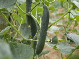 Cucumber Grape Profi F1 Seeds for Planting – Heirloom Organic Non‑GMO High Germination Greenhouse Seeds,