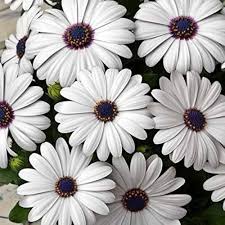Spring Madia Flower Seeds for Planting - Heirloom, Non-GMO, High Germination Organic Garden Seeds