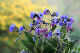 Pulmonaria Flower Seeds for Planting – Heirloom, Non-GMO, Pollinator-Friendly Organic Garden Seeds