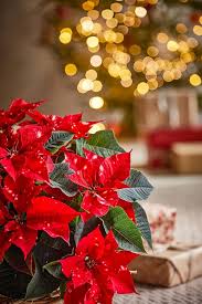 Red Poinsettia Flower Seeds for Planting – Hardy Variety, Heirloom, GMO Free Organic Garden Seeds