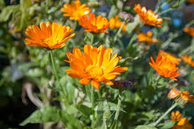 Calendula Officinalis Flower Seeds for Planting – Heirloom & Non-GMO Medicinal and Edible Garden Blooms