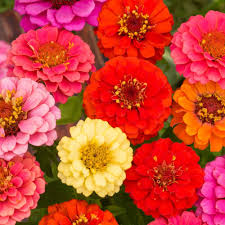Mixed Thumbelina Flower Seeds for Planting – Heirloom, Non-GMO, High Germination Garden Seeds