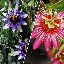 Mixed Colour Passiflora Flower Seeds – Heirloom, Non-GMO, High Germination Organic Garden Seeds