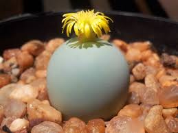Conophytum Calculus Flower Seeds for Planting – Bright Blooms, Heirloom & Non-GMO, High Germination